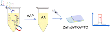 Graphical abstract: Split-type photoelectrochemical biosensing for miRNA-144 assay based on a ZnIn2S4/TiO2 heterojunction