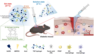 Graphical abstract: Thermo-responsive hydrogel via sustained Co-delivery of TA and PDGF to modulate the diabetic microenvironment and accelerate diabetic wound healing
