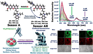 Graphical abstract: Methylquinolinium-enhanced near-infrared hemicyanine dye for ratiometric NAD(P)H sensing in live cells via carbon–carbon bond conjugation