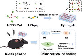 Graphical abstract: Charge microenvironment and bioactivity of in situ-formed PEG-RGD dual hydrogel dressings promote wound healing