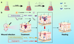 Graphical abstract: Phycocyanin functionalized selenium nanoparticles for type I photodynamic antibacterial therapy and wound healing
