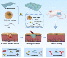 Graphical abstract: Dynamic multistage hydrogel with auto-adjusting networks for sequential anti-infection, anti-inflammation, and angiogenesis in infected wound regeneration