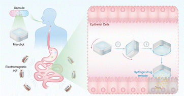 Graphical abstract: Development of a magnetically driven microrobot covered with a time-dependent film for colon drug delivery