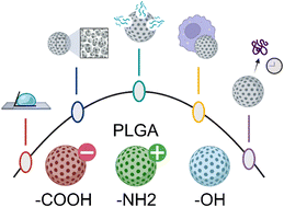 Graphical abstract: End group chemistry modulates physical properties and biomolecule release from biodegradable polyesters
