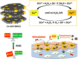 Graphical abstract: Intercalating cerium into layered double hydroxide as a promising reactive oxygen species scavenger for inflammation treatment