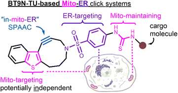 Graphical abstract: Dual organelle targeting for intra-organelle click: mitochondria and endoplasmic reticulum-directed benzothiophene-fused cycloalkyne probes