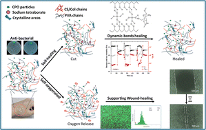 Graphical abstract: Self-oxygenating, autonomous self-healing dual-physical crosslinked PVA/chitosan/hydrolysed collagen hydrogels for advanced wound management
