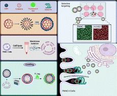 Graphical abstract: Advanced nanoparticle platform for targeted pancreatic cancer therapy: optimized gemcitabine delivery with biomimetic coatings
