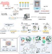 Graphical abstract: Hybrid photo-crosslinked decellularized extracellular matrix scaffold from porcine Achilles tendon: a biocompatible and non-immunogenic matrix for tissue engineering