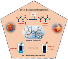 Graphical abstract: Mechanistic and fluorometric investigations of asparagine sensing via catalytic hydrolysis mediated by the 2D-IMCR using Zn(ii)–bipyridine nanosheets