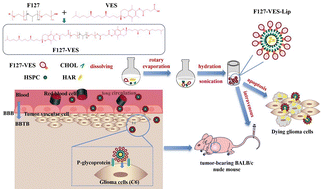 Graphical abstract: Multi-functional F127-grafted vitamin E succinate-modified liposomes for enhancing glioma therapy