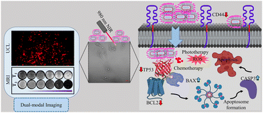 Graphical abstract: Opto-magnetic optimization enhances the multimodal therapeutic and diagnostic (UCL/T1–T2W MRI) potential of GdOF against MDA-MB-231
