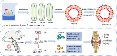 Graphical abstract: Denosumab-functionalized nanoparticles target macrophages to mitigate age-related osteoarthritis and osteoporosis