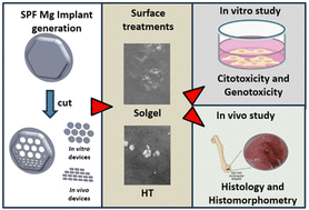 Graphical abstract: In vitro and in vivo characterization of novel magnesium alloy implants enhanced by hydrothermal and sol–gel treatments for bone regeneration