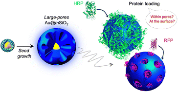 Graphical abstract: Au@mSiO2 nanocomposites with large pores for protein transport