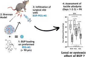 Graphical abstract: Evaluation of peripheral analgesia in a rat incisional pain model using degradable hydrophilic microspheres for sustained delivery of buprenorphine