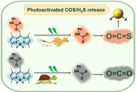 Graphical abstract: Efficient release of COS/H2S via BODIPY-based photocaged thionocarbamates