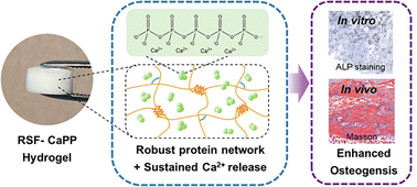 Graphical abstract: Calcium polyphosphate endows silk fibroin hydrogels with enhanced osteogenesis for bone function restoration