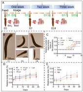 Graphical abstract: Submicron silica particles disrupt planarian homeostasis: bridging bioaccumulation, oxidative stress, and growth–regeneration trade-offs