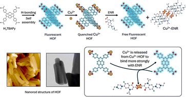 Graphical abstract: Selective detection of an antibiotic using hydrogen-bonded organic frameworks (HOFs): insights from DFT mechanistic analysis
