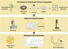 Graphical abstract: Development of antibacterial hydrogel using endophytic Alternaria fungus extract isolated from Australian native plant