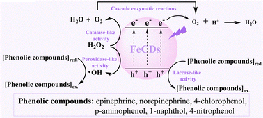 Graphical abstract: Iron-doped carbon dots with multi-enzyme activities for rapid determination of phenolic compounds