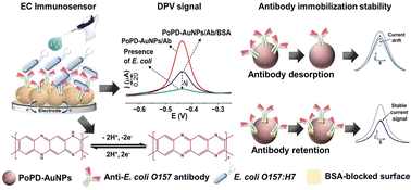 Graphical abstract: Surfactant-free synthesis of gold nanoparticle-decorated poly(o-phenylenediamine) sub-microspheres as surface-confined signaling probes for label-free electrochemical immunosensing of E. coli O157:H7