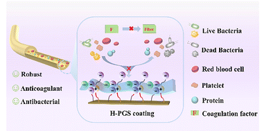 Graphical abstract: Durable heparin/zwitterion composite coatings for enhanced hemocompatibility and antibacterial performance