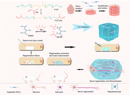 Graphical abstract: Transplantation of olfactory ensheathing cells embedded in the GelMA-F127DA hydrogel promotes the repair of spinal cord injury