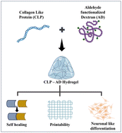 Graphical abstract: 3D printable collagen-like protein hydrogels via dynamic covalent assembly for soft tissue engineering