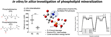Graphical abstract: Multi-step mechanisms of early phospholipid hydrolysis and mineralisation unveiled through combined quantum chemical calculations and experimental analysis