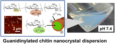 Graphical abstract: Guanidinylated nanochitins: guanidinylated chitin nanocrystals are dispersible at neutral pH