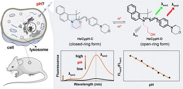 Graphical abstract: A ratiometric fluorescent probe with dual red/near-infrared emissions for monitoring lysosomal pH fluctuations