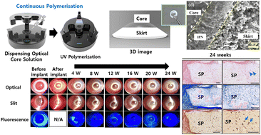 Graphical abstract: Enhanced fabrication of dual-compartment artificial cornea C-Clear via precision moulding and continuous polymerisation: biocompatibility and functional efficacy in rabbit model