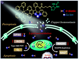 Graphical abstract: Targeted chemo-photodynamic therapy in pancreatic cancer: influence of Ir(iii)-complex and ion chelating N^N-ancillary ligand on cell death mechanism