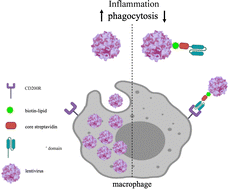 Graphical abstract: Engineering viral vectors with CD200 enhances anti-inflammatory and phagocytosis resistance