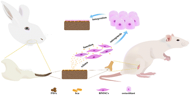 Graphical abstract: Polydopamine coating for anchoring icariin-regulated CF/PEEK with enhanced cytocompatibility and osteogenic activity