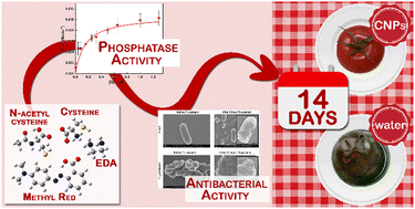 Graphical abstract: Combating food spoilage by tackling drug resistance: sulfur-doped carbon nanozymes as effective tomato coatings