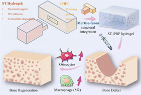 Graphical abstract: Mortise-tenon inspired silk fibroin–tannic acid/platelet-rich fibrin composite hydrogel enhances bone regeneration