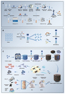 Graphical abstract: Development and in vitro/in vivo evaluation of a triply periodic minimal surface-based 3D-printed anti-infective bone scaffold with spatiotemporally controlled osteogenesis