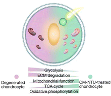 Graphical abstract: Innovative integration of plant photosynthetic system for targeted restoration of NAD+/NADPH imbalance in acute kidney injury