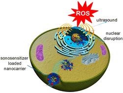 Graphical abstract: Ultrasonic cell therapy via nanocarrier-based nucleus delivery of a molecular sonosensitizer