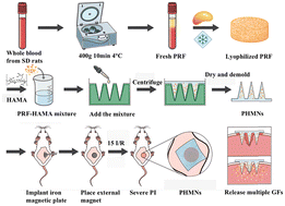 Graphical abstract: A platelet-rich fibrin loaded microneedle patch for pressure injury repair
