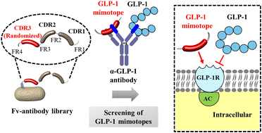 Graphical abstract: Glucagon-like peptide-1 mimotopes screened from an Fv-antibody library