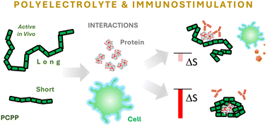 Graphical abstract: Macromolecular dimensions of a synthetic polyelectrolyte as a factor in its interactions with protein and cells: desirability for longer chains