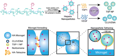Graphical abstract: Co-delivery of synaptogenic and angiogenic nanoparticles in MAP scaffolds enhances post-stroke synapse formation