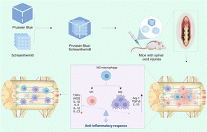 Graphical abstract: A novel schisantherin B-loaded Prussian blue nanozyme for treating spinal cord injury