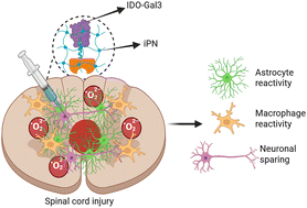 Graphical abstract: Injectable hydrogel-based localized delivery of IDO-galectin-3 mitigates neuroinflammation and promotes neuronal sparing after spinal cord contusion in rats