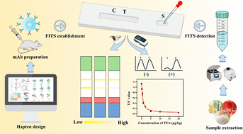Graphical abstract: High-sensitivity fluorescent immunochromatographic test strips for point-of-care testing of tenuazonic acid: hapten design, monoclonal antibody preparation, and assay development