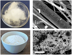 Graphical abstract: Keratinocytes biocompatibility, antibacterial and antioxidant properties of porous coacervate phosphate glass fibres and powders loaded with cerium and clove oil: a comparative study